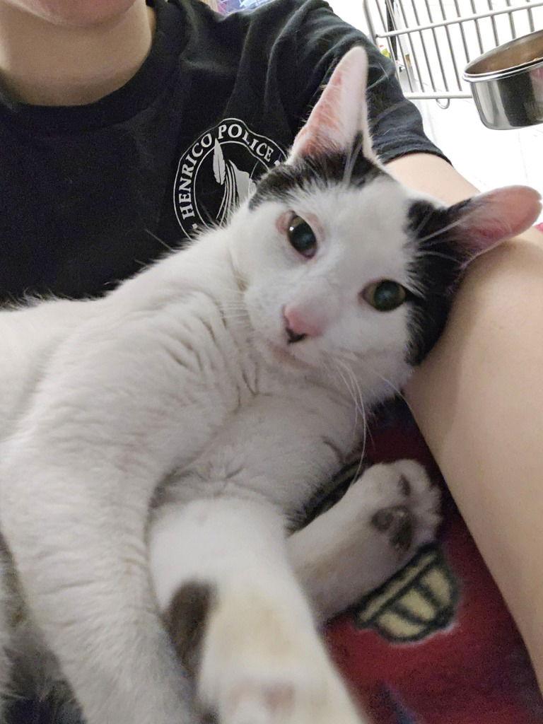 Enlarge CA 129 Chatter, a Adoptable Domestic Short Hair in Glen Allen, VA image 3/3