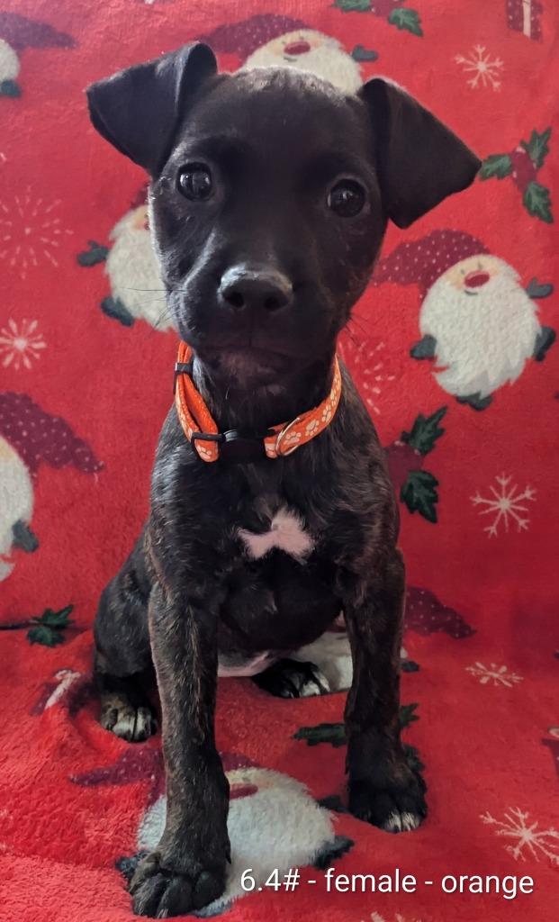Storm, Adoptable, Puppy Female Mixed Breed.