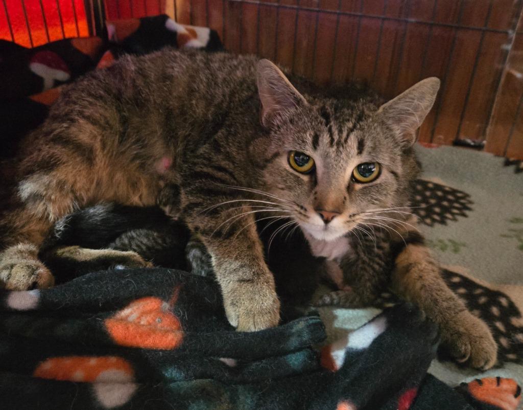 Enlarge Ducky, a Adoptable mixed breed in Brainardsville, NY image 1/5