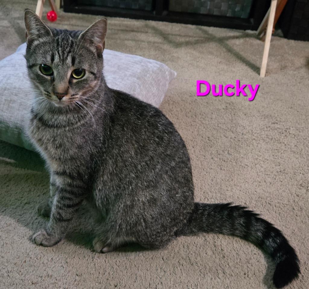 Enlarge Ducky, a Adoptable mixed breed in Brainardsville, NY image 2/5