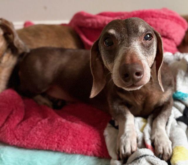 Enlarge Little Man, a Adopted Dachshund in Austin, TX image 1/3