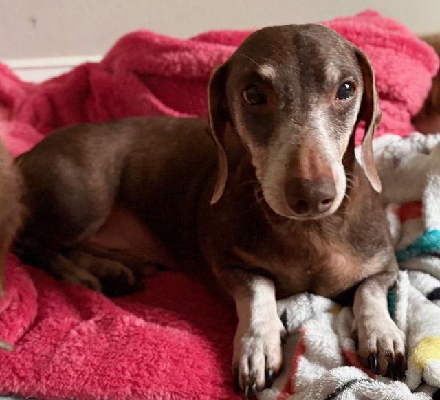 Enlarge Little Man, a Adopted Dachshund in Austin, TX image 2/3