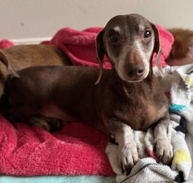 Enlarge Little Man, a Adopted Dachshund in Austin, TX image 3/3