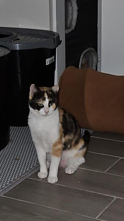 Enlarge Crumpet, an adoptable Calico in Peoria, AZ image 3/5