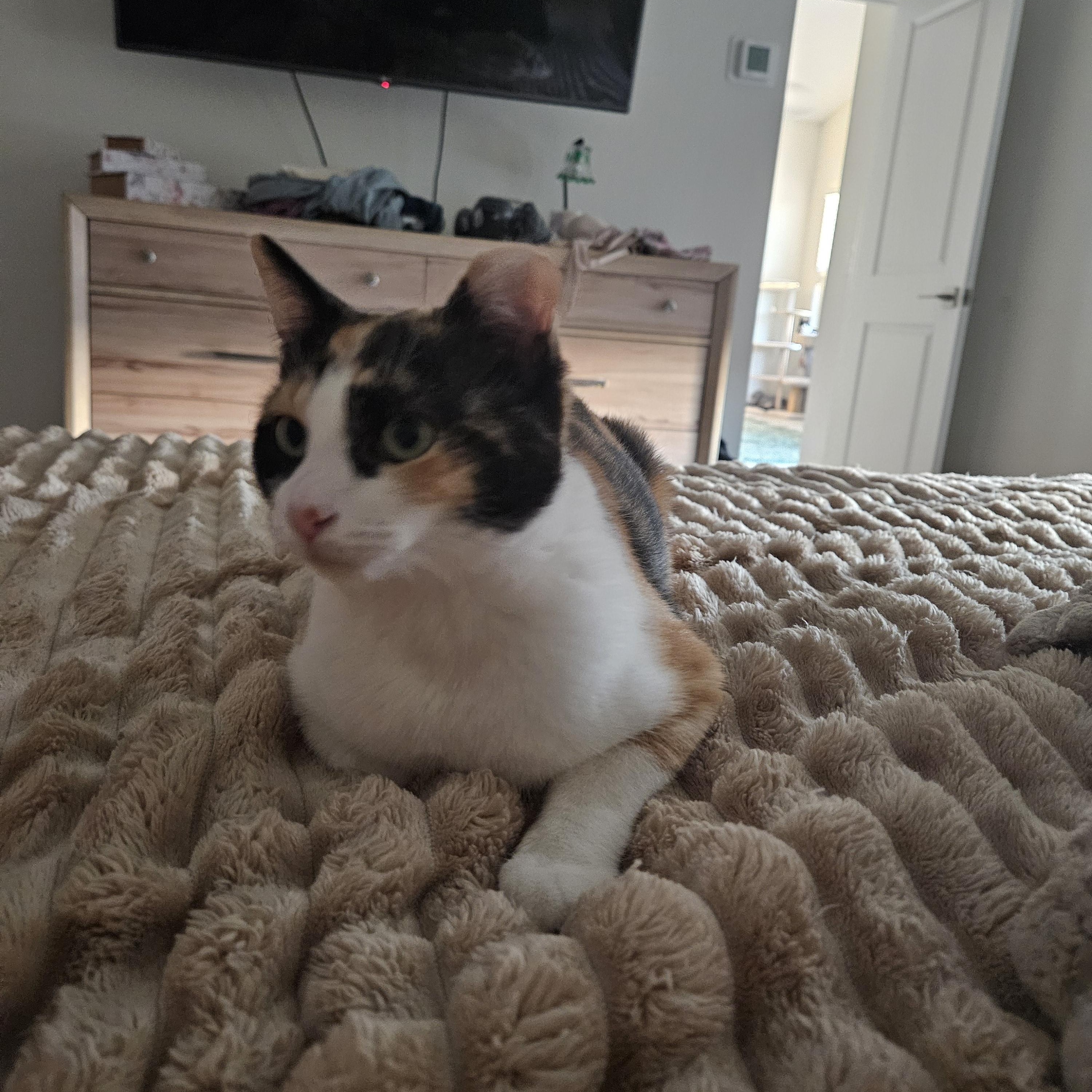 Enlarge Crumpet, an adoptable Calico in Peoria, AZ image 4/5