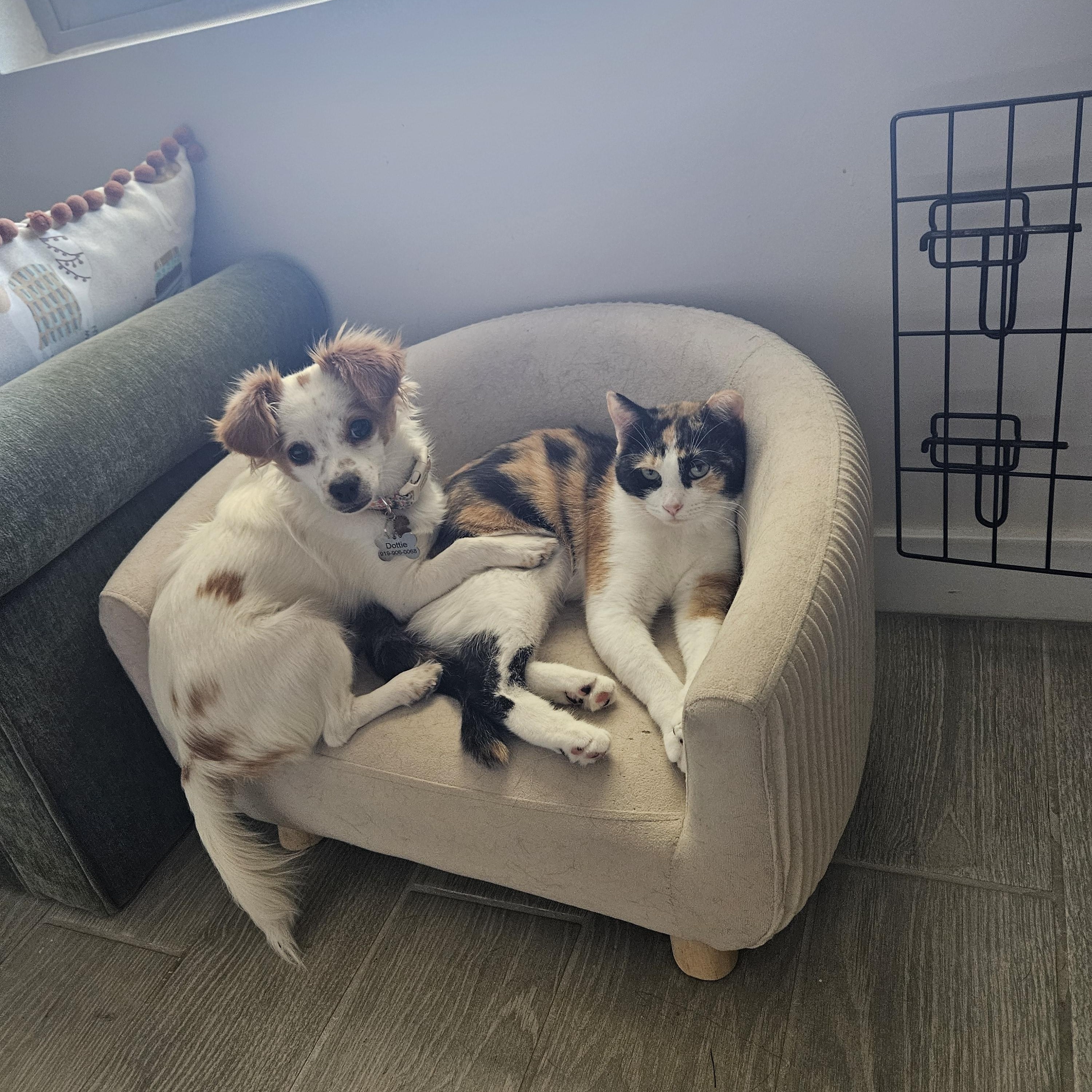 Enlarge Crumpet, an adoptable Calico in Peoria, AZ image 1/5