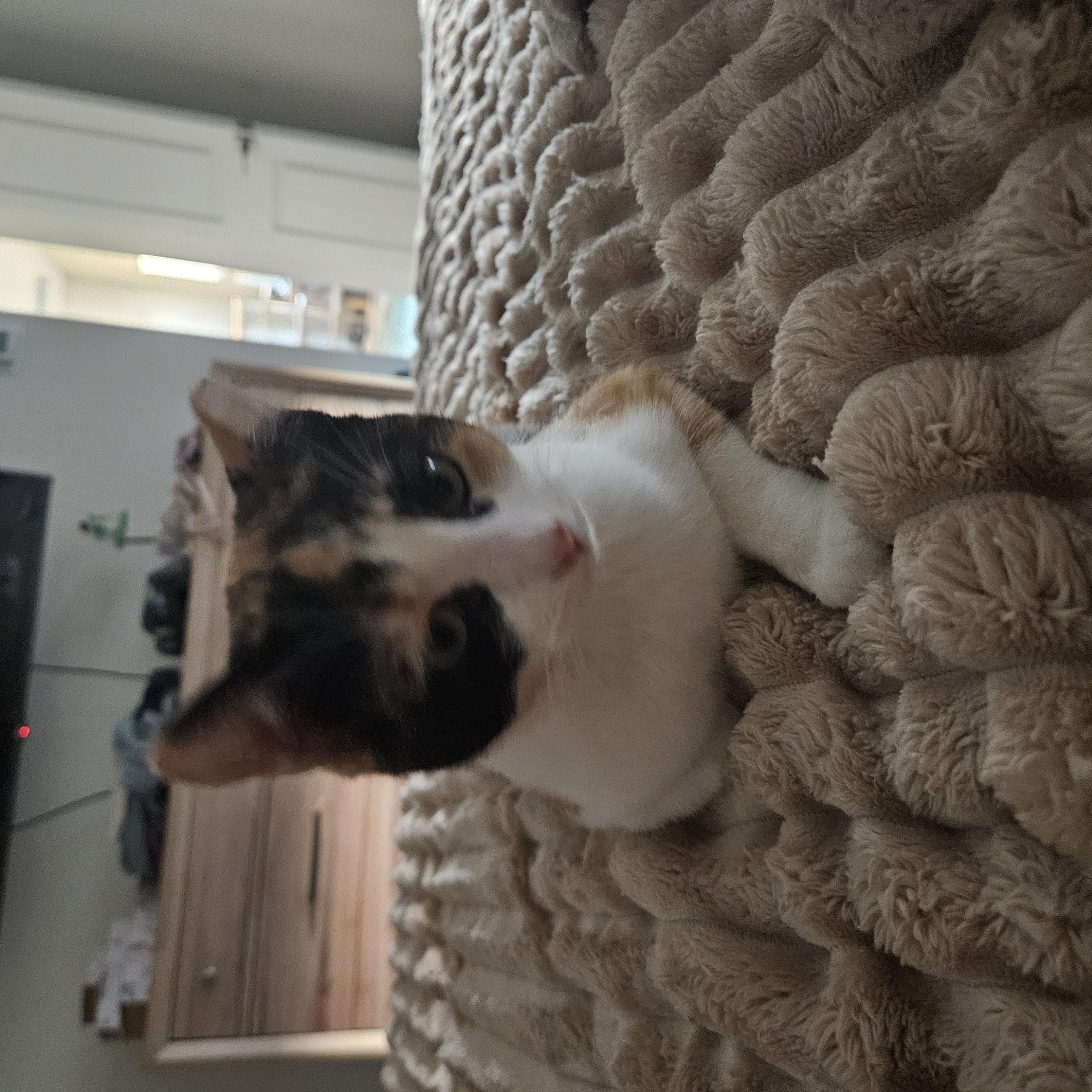 Enlarge Crumpet, an adoptable Calico in Peoria, AZ image 5/5