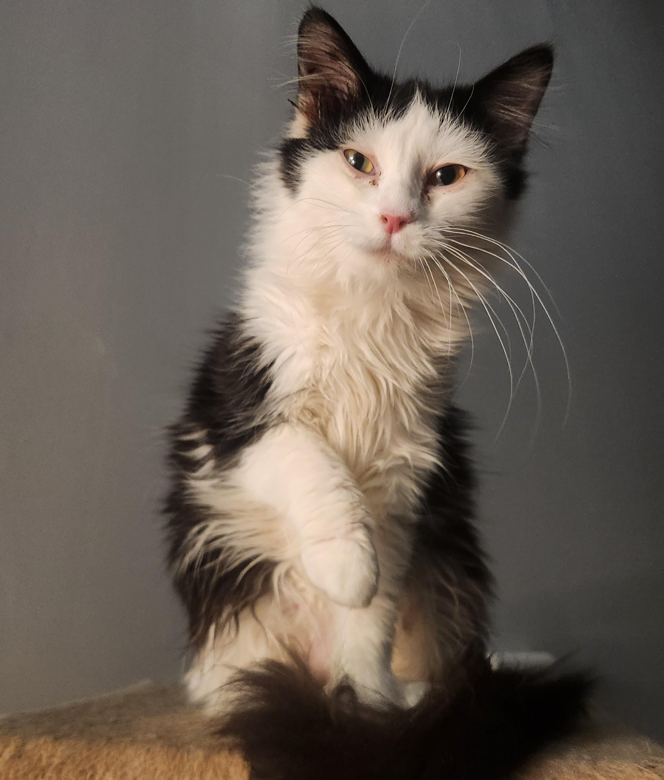 Enlarge Panda, a ADOPTABLE Tuxedo in Amarillo, TX image 1/2
