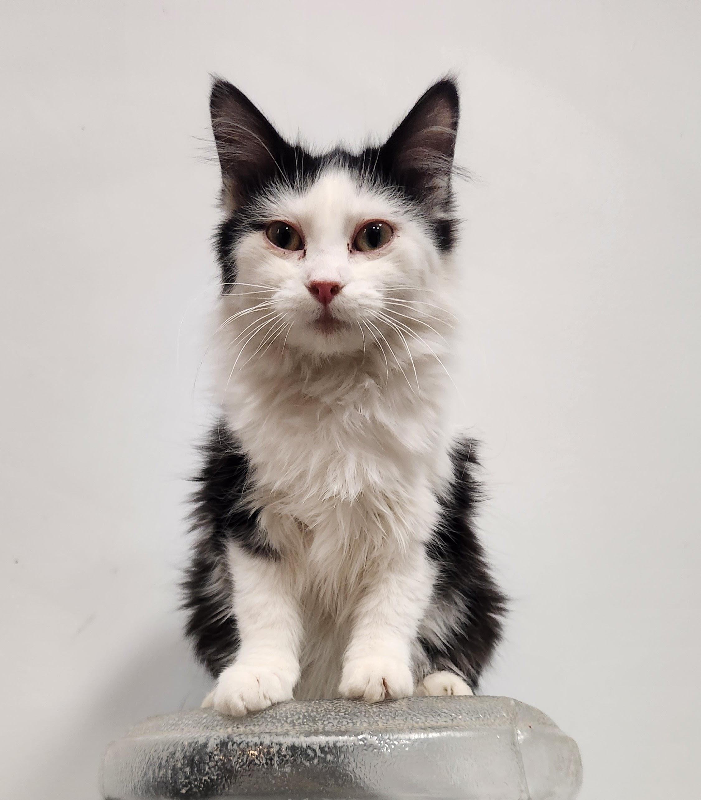 Enlarge Panda, a ADOPTABLE Tuxedo in Amarillo, TX image 2/2