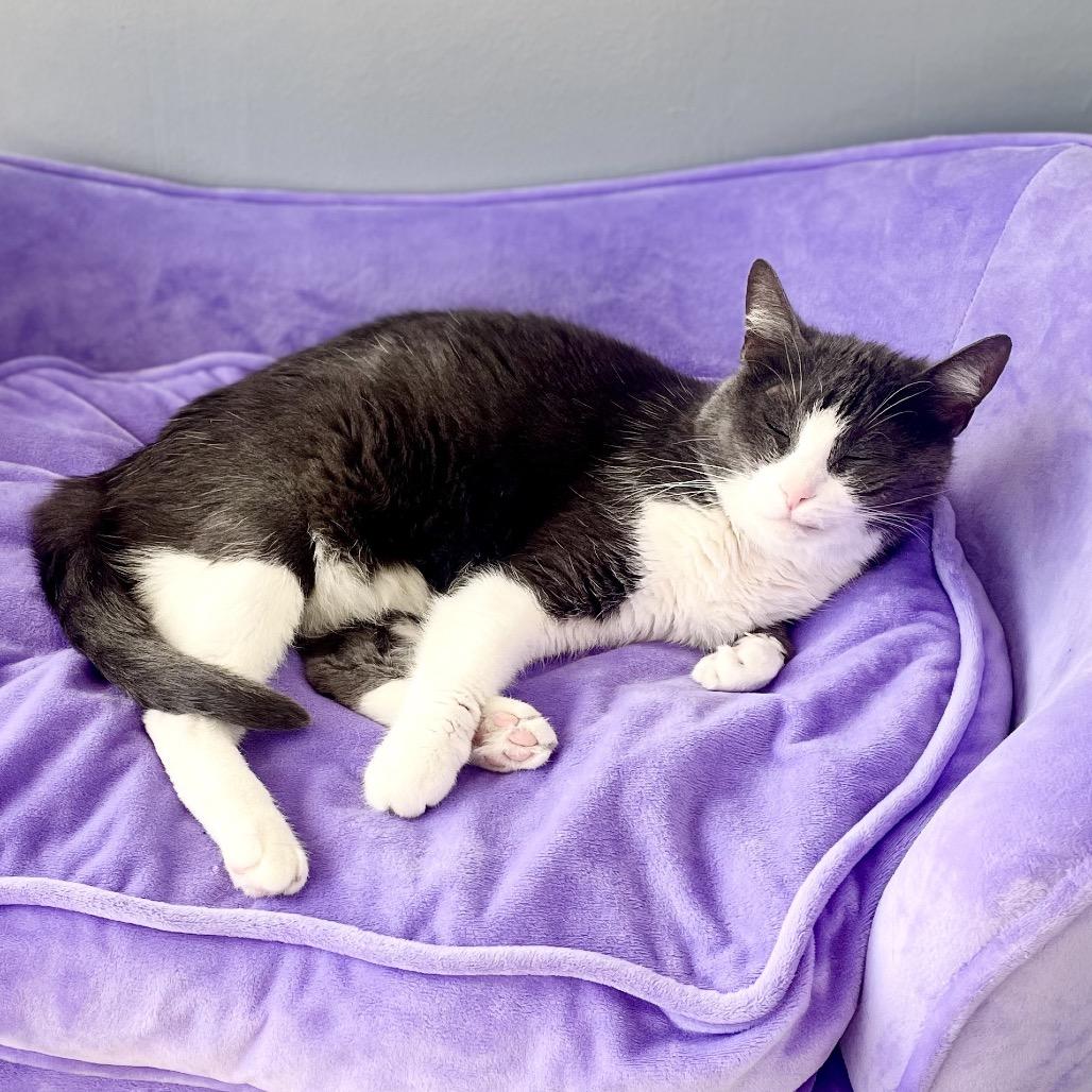 Brie, Adoptable, Adult Female Domestic Short Hair.