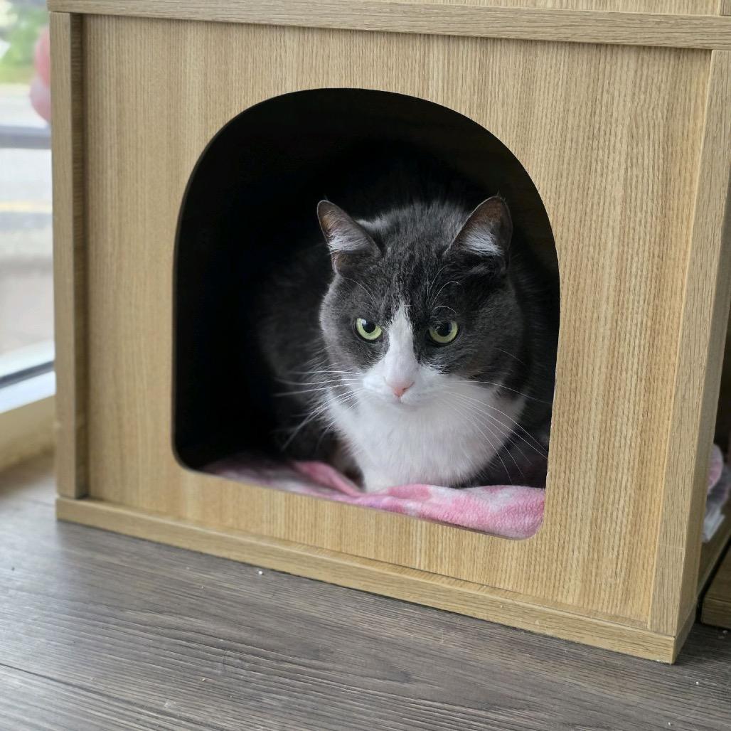 Enlarge Brie, a Adoptable Domestic Short Hair in Nashville, TN image 2/4