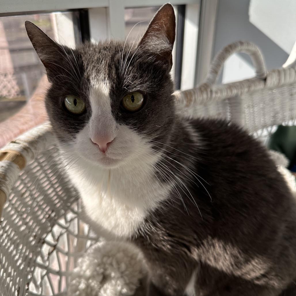 Enlarge Brie, a Adoptable Domestic Short Hair in Nashville, TN image 3/4