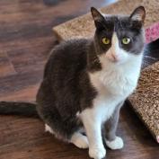 Enlarge Brie, a Adoptable Domestic Short Hair in Nashville, TN image 4/4