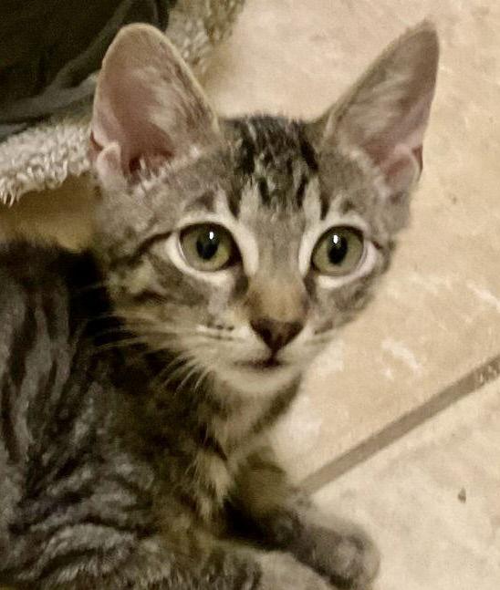 Cobra Kai, Adopted, Kitten Male Tabby & Domestic Short Hair.
