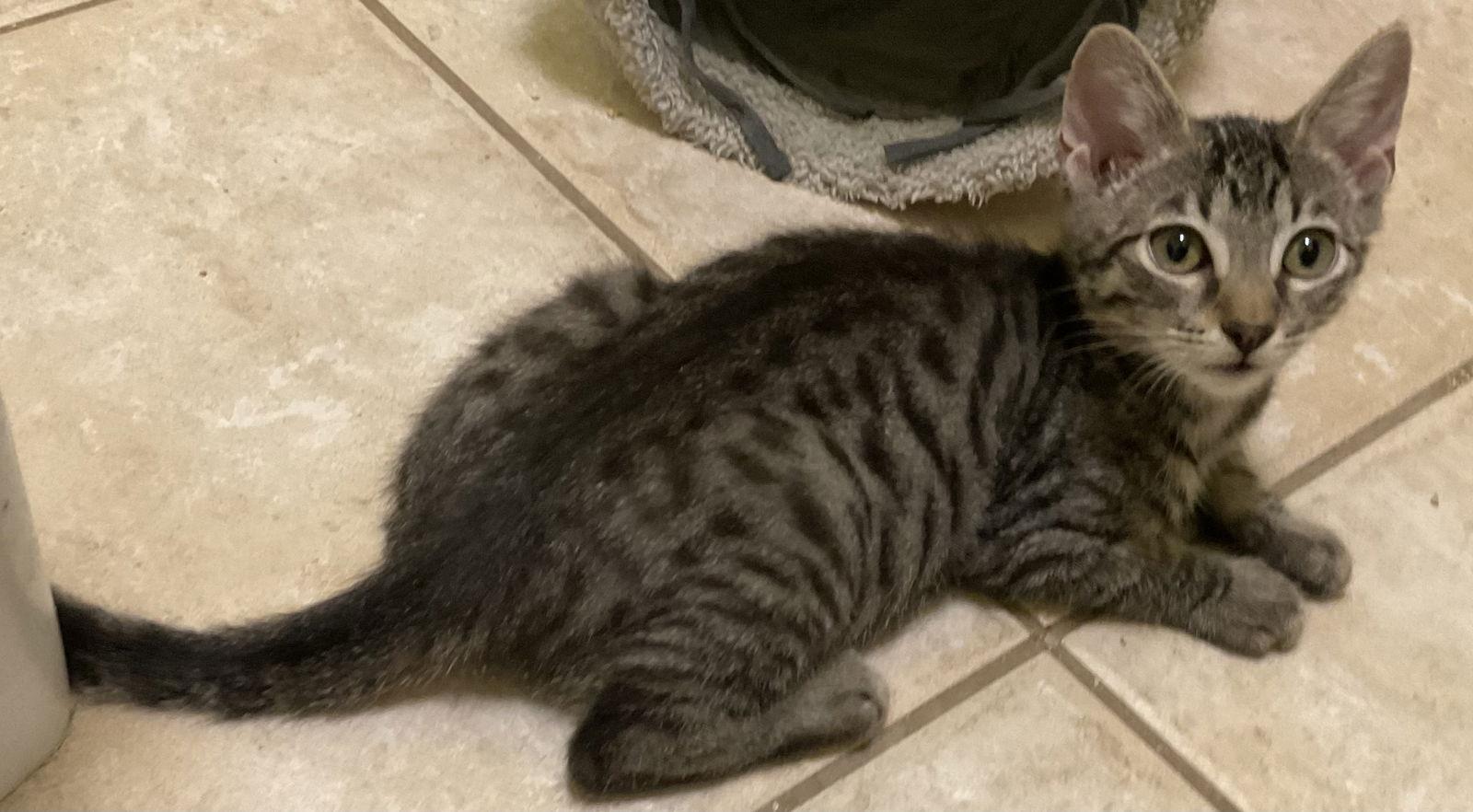 Cobra Kai, a Adopted mixed breed in Antioch, CA image 2/2