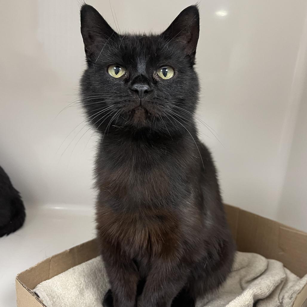 Smoke 2, Adoptable, Adult Female Domestic Short Hair & Domestic Short Hair.