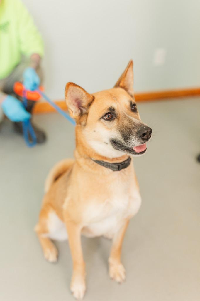Clover, Adoptable, Young Female Mixed Breed.