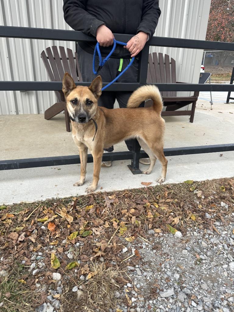 Clover, a Adoptable mixed breed in Lawrenceburg, TN image 2/6