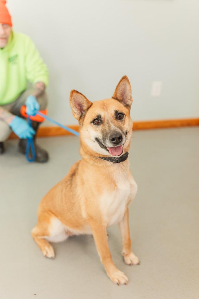 Clover, a Adoptable mixed breed in Lawrenceburg, TN image 3/6