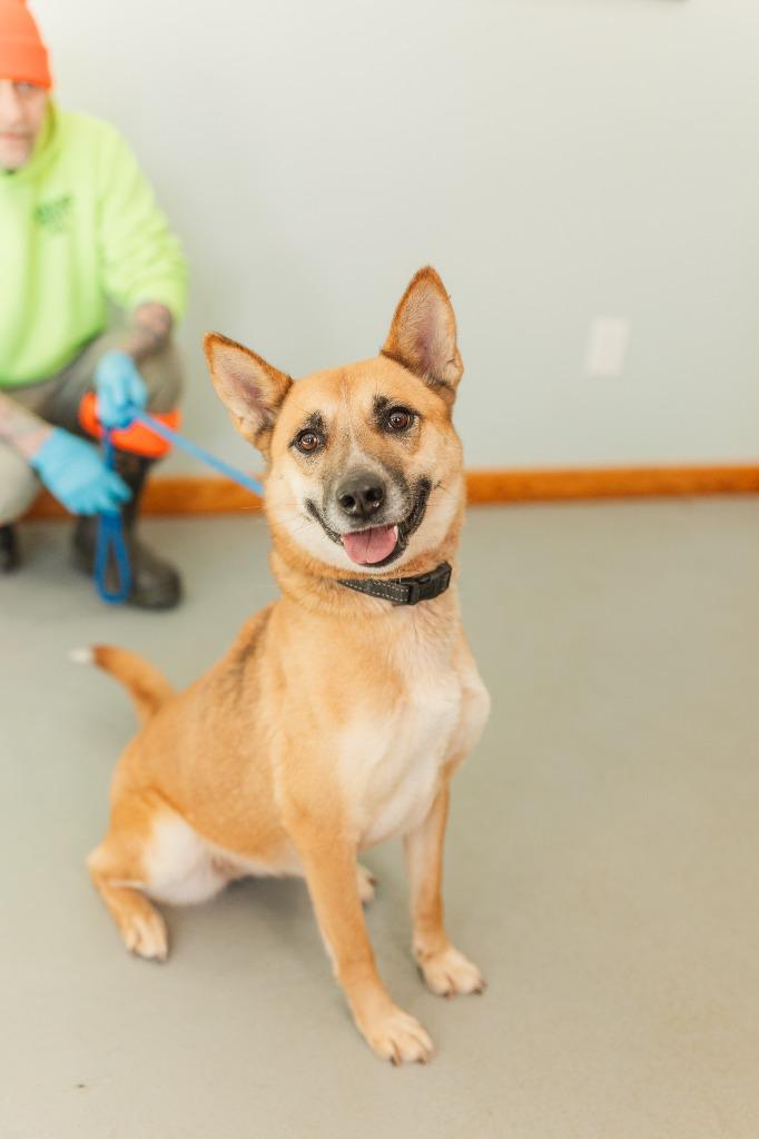 Clover, a Adoptable mixed breed in Lawrenceburg, TN image 4/6