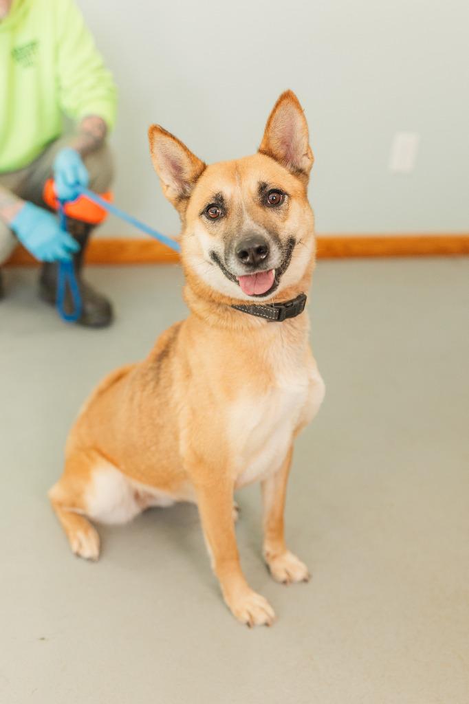 Clover, a Adoptable mixed breed in Lawrenceburg, TN image 5/6
