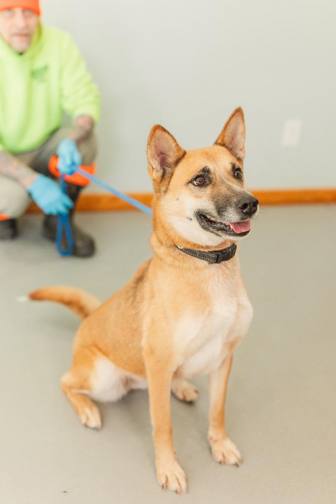 Clover, a Adoptable mixed breed in Lawrenceburg, TN image 6/6