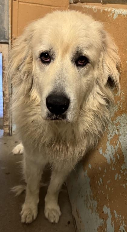 Yuko, Adoptable, Adult Male Great Pyrenees & Mixed Breed.