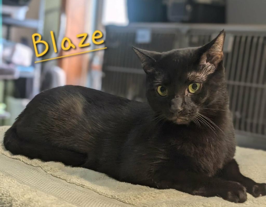 Enlarge Blaze, a Adoptable mixed breed in Jim Thorpe, PA image 1/1