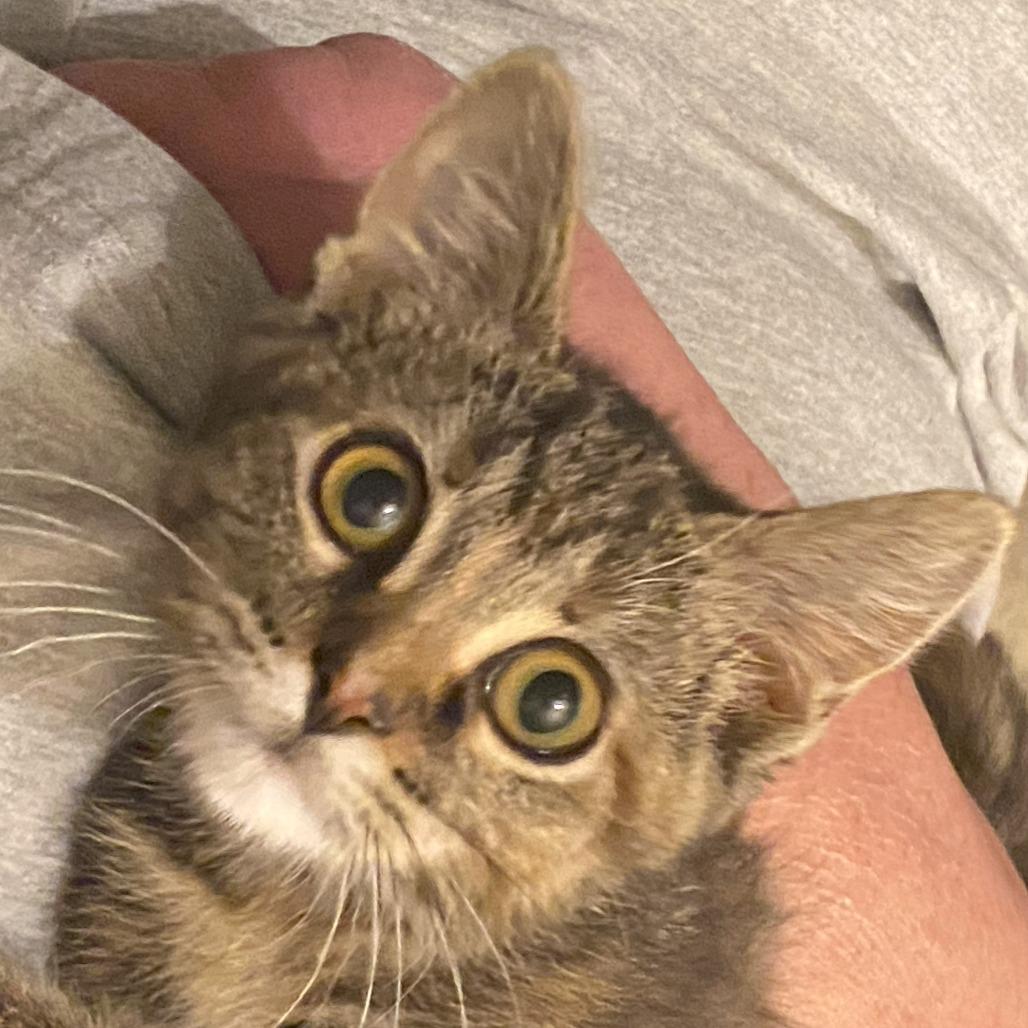 Clara, Adoptable, Young Female Domestic Short Hair.