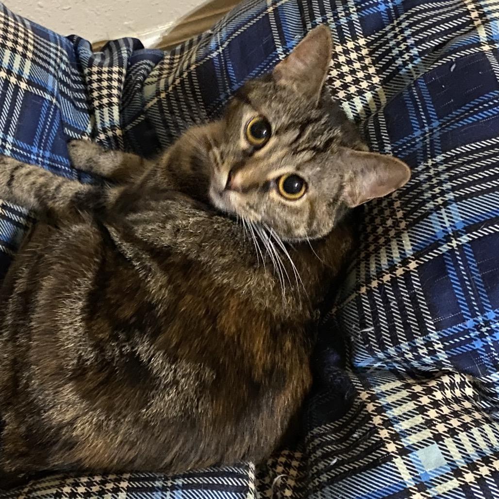 Clara, a Adoptable Domestic Short Hair in Columbia, MO image 2/4