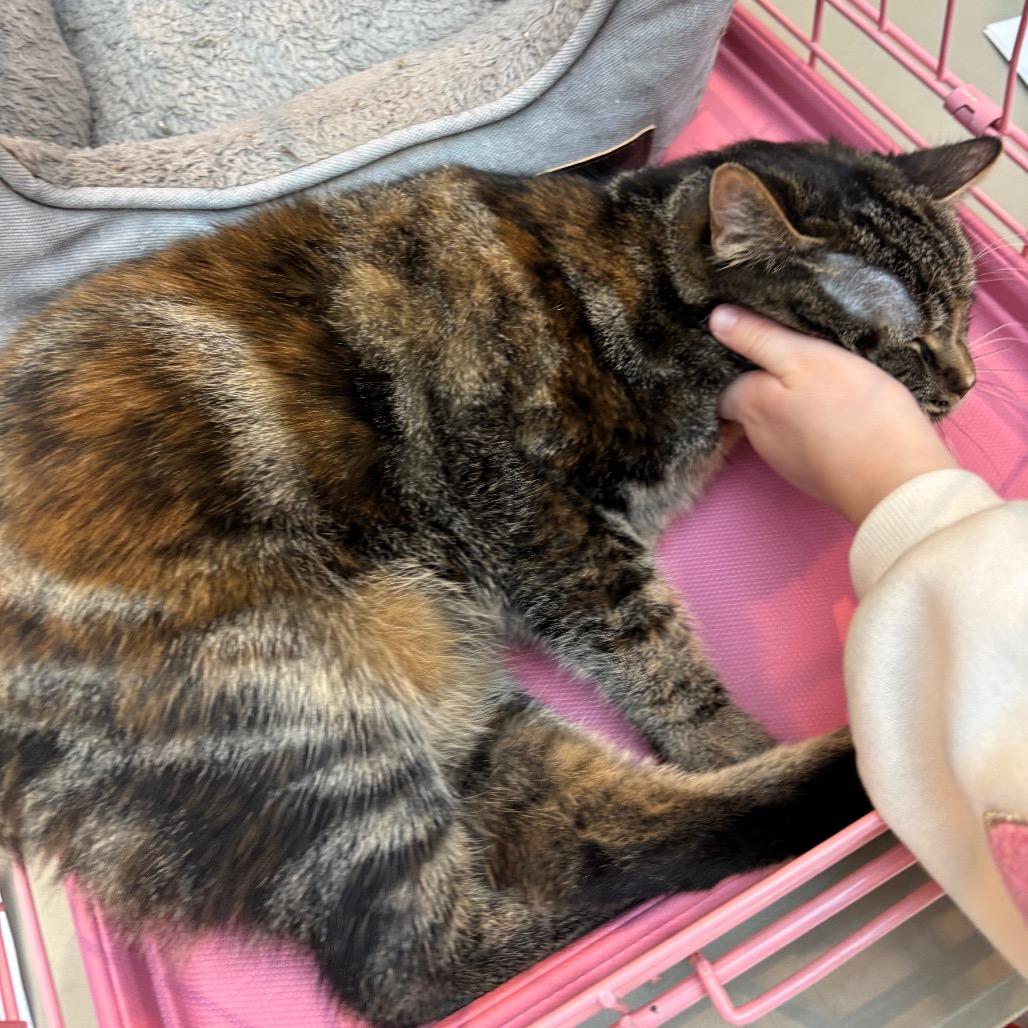 Enlarge Clara, a Adoptable Domestic Short Hair in Columbia, MO image 3/3