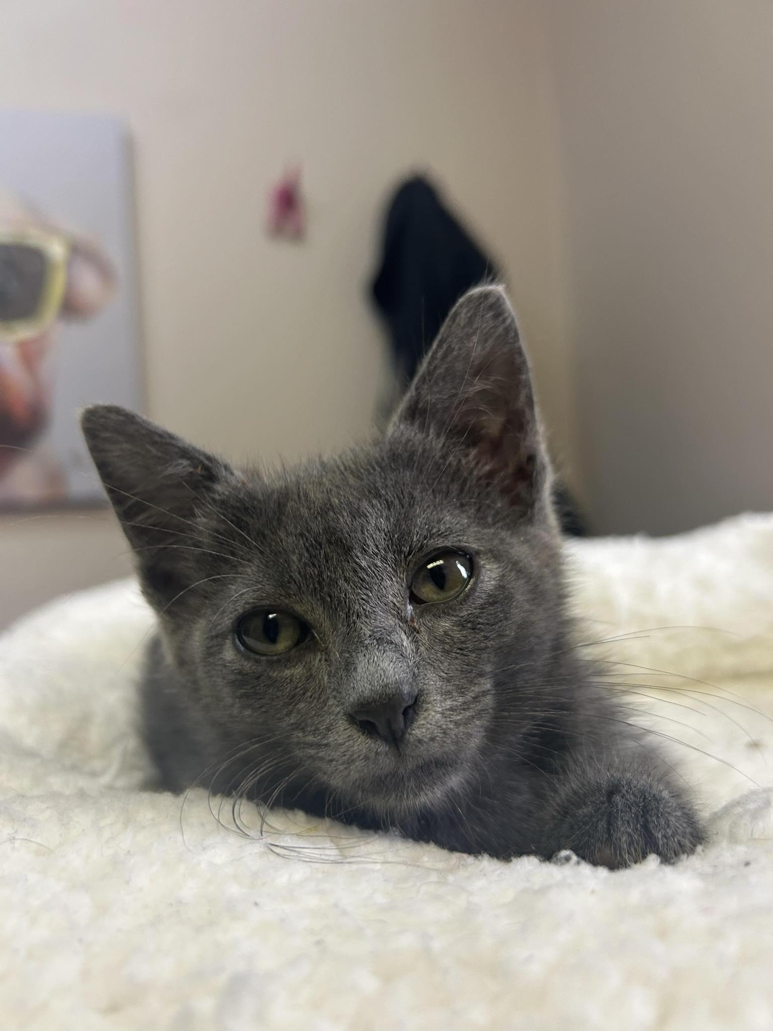 Enlarge Carlie - playful and affectionate, a Adoptable Domestic Short Hair in Racine, WI image 3/5