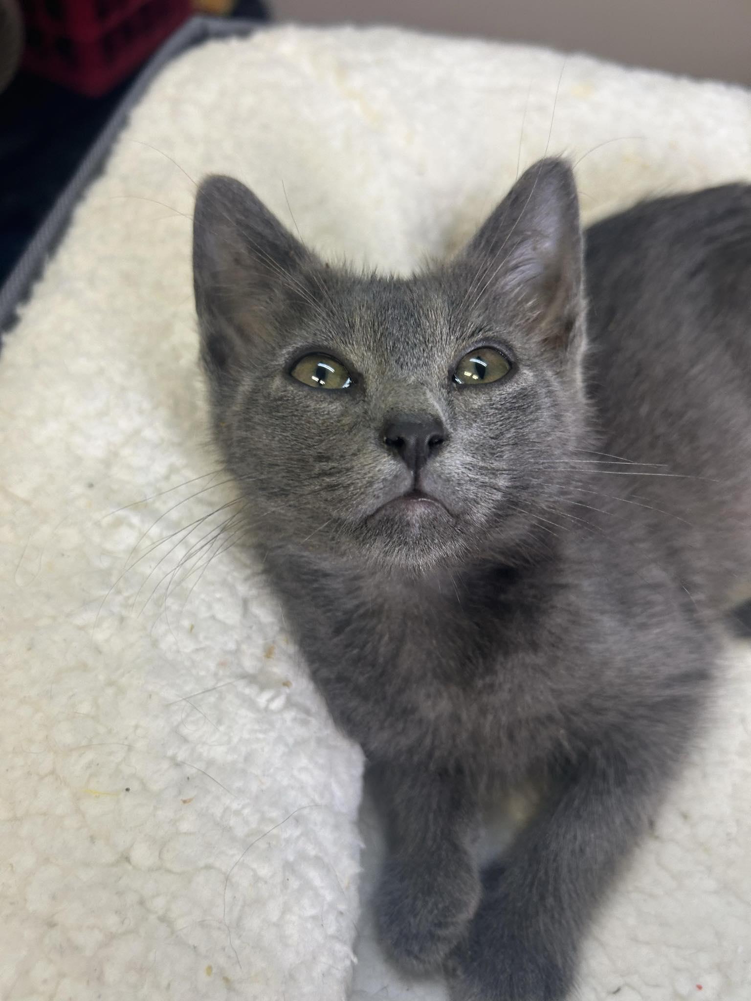 Enlarge Carlie - playful and affectionate, a Adoptable Domestic Short Hair in Racine, WI image 5/5