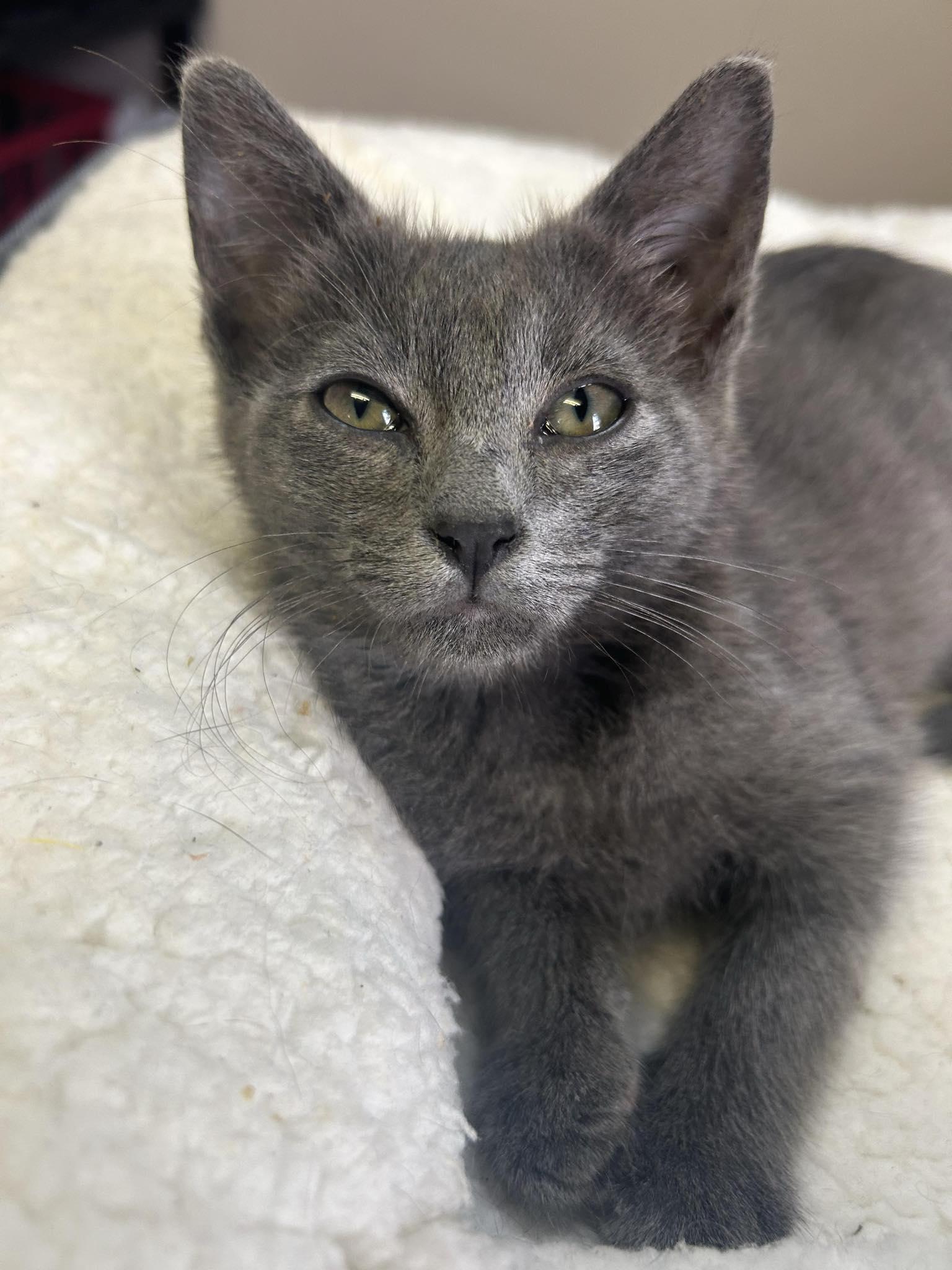 Carlie - playful and affectionate, Adoptable, Kitten Female Domestic Short Hair.