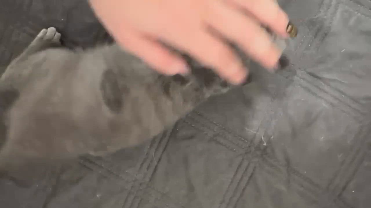 Enlarge Carlie - playful and affectionate, a Adoptable Domestic Short Hair in Racine, WI video 2/5