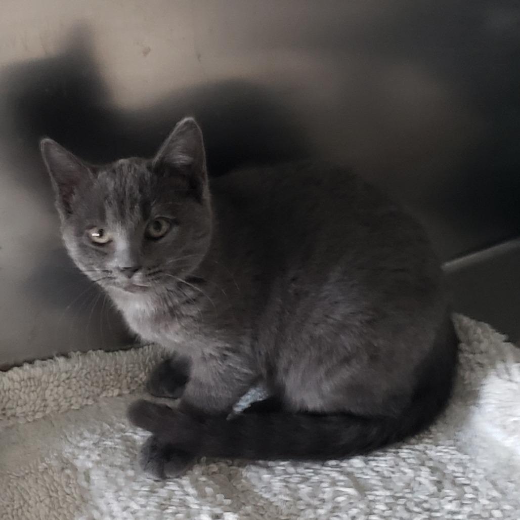 Comet (25-13493), Adoptable, Kitten Male Domestic Short Hair.