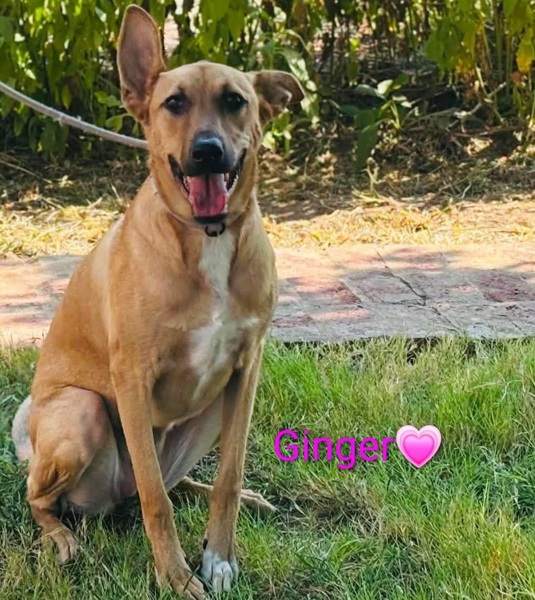 Ginger, adoptable, Young Female Mixed Breed.
