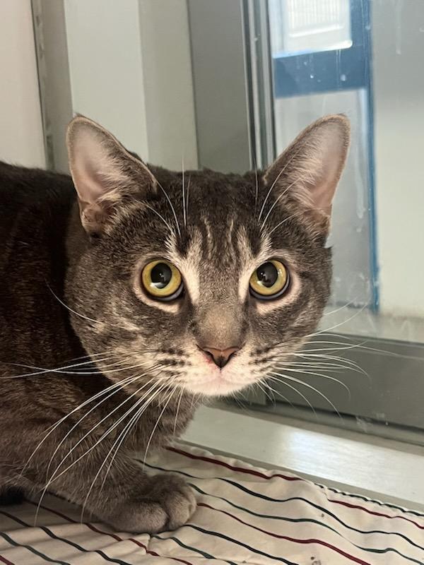 Enlarge Tiger (ID 50746/916), a ADOPTABLE Domestic Short Hair in Manassas, VA image 2/2