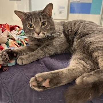 Enlarge Tiger (ID 50746/916), a ADOPTABLE Domestic Short Hair in Manassas, VA image 1/2