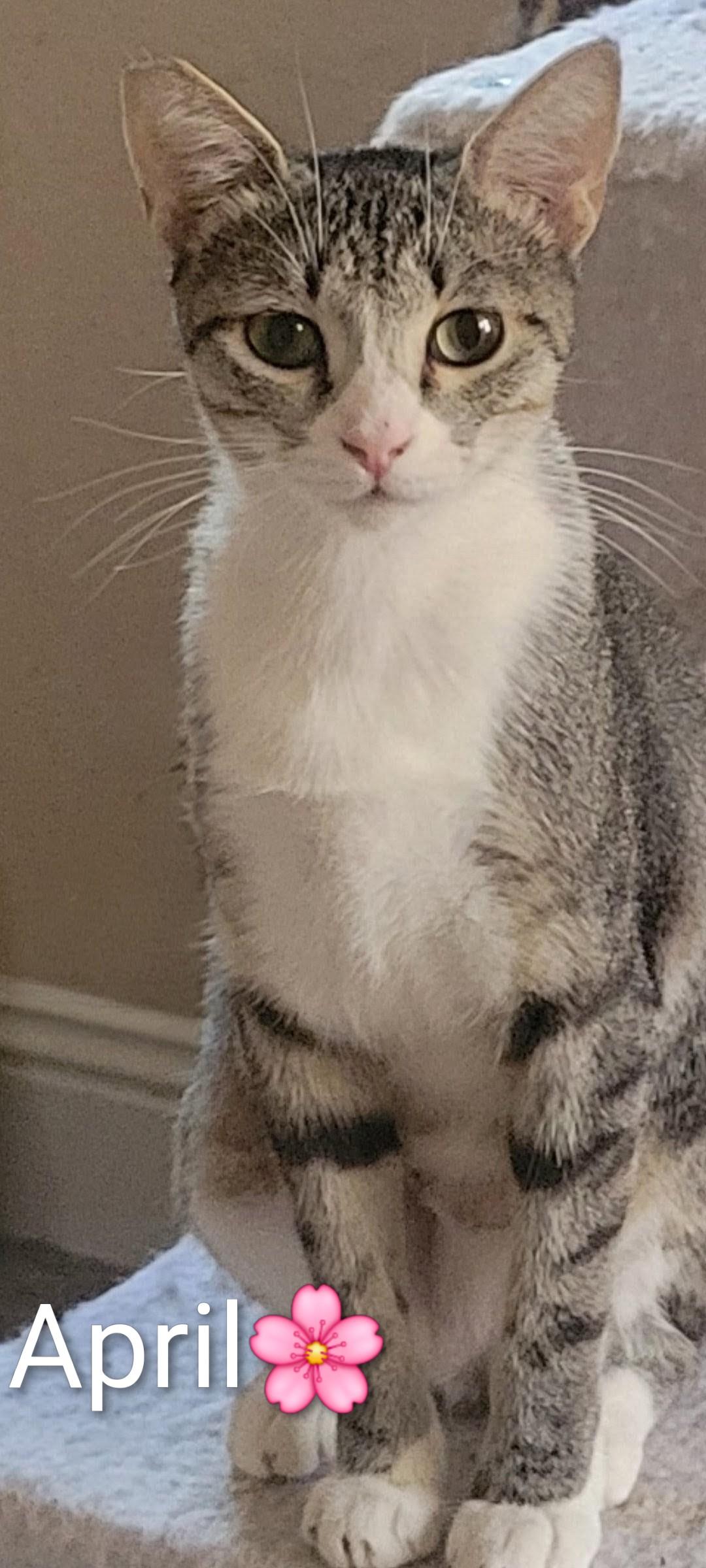 April, Adoptable, Young Female Domestic Short Hair.