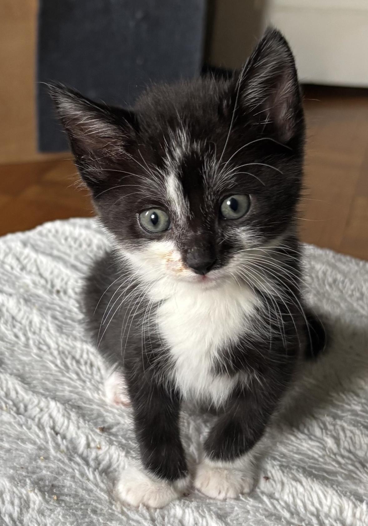 Basil, ADOPTABLE, Kitten Male Tuxedo.