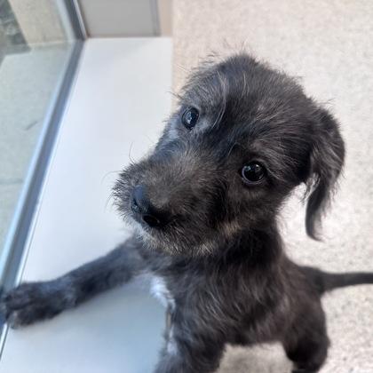 Enlarge Melanie, a Adopted mixed breed in Portland, ME image 2/6