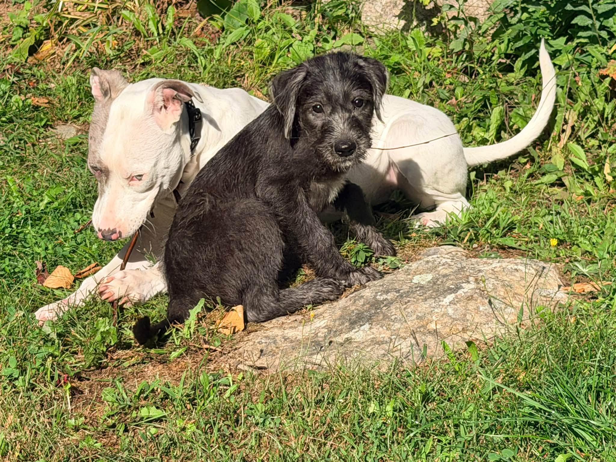 Enlarge Melanie, a Adopted mixed breed in Portland, ME image 5/6
