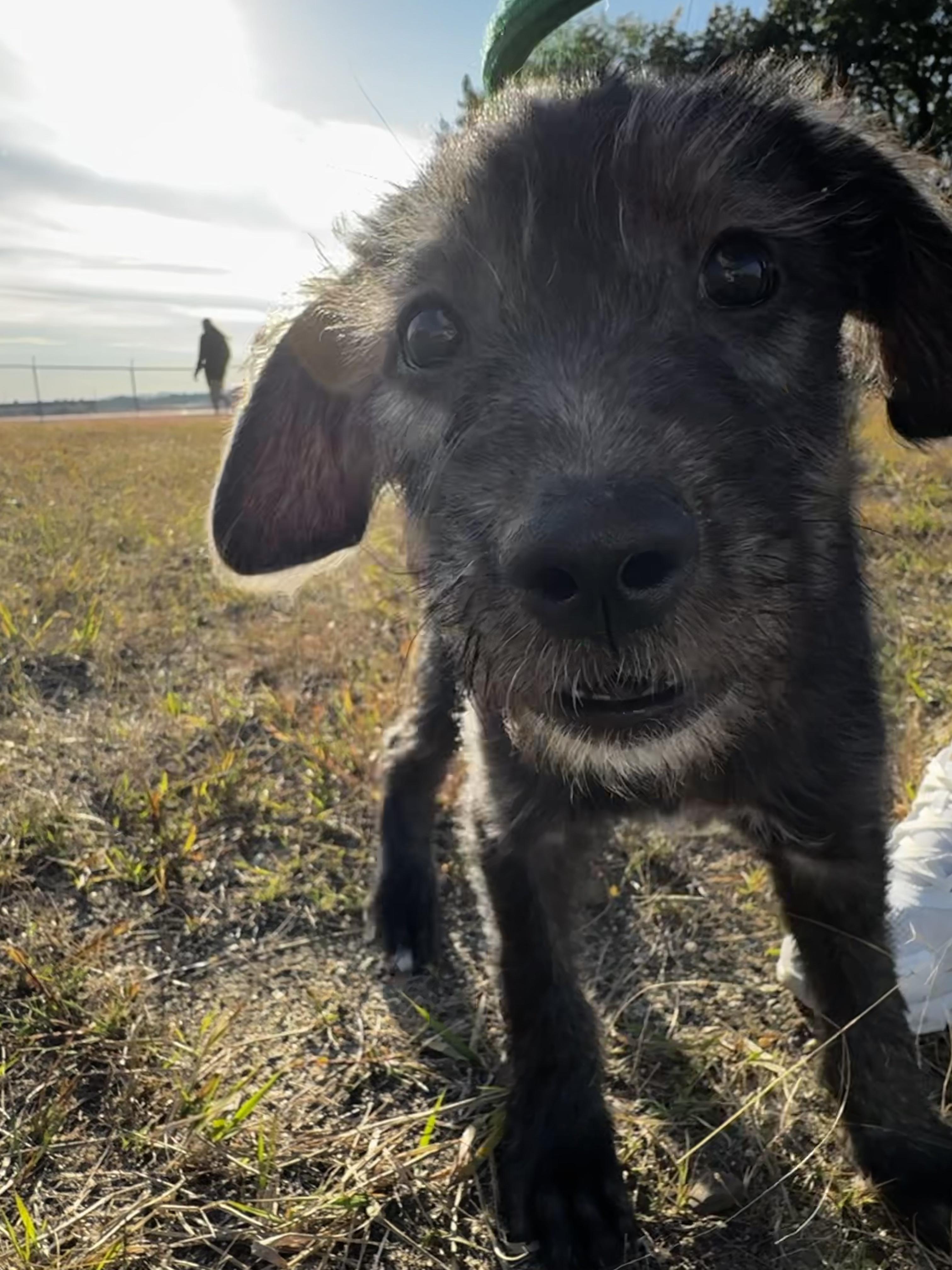 Enlarge Melanie, a Adopted mixed breed in Portland, ME image 3/6