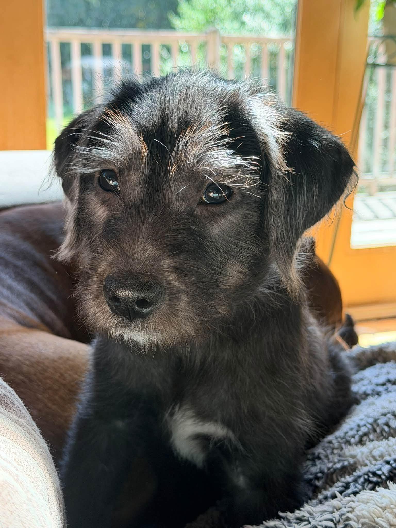 Melanie, Adopted, Puppy Female Wirehaired Terrier.