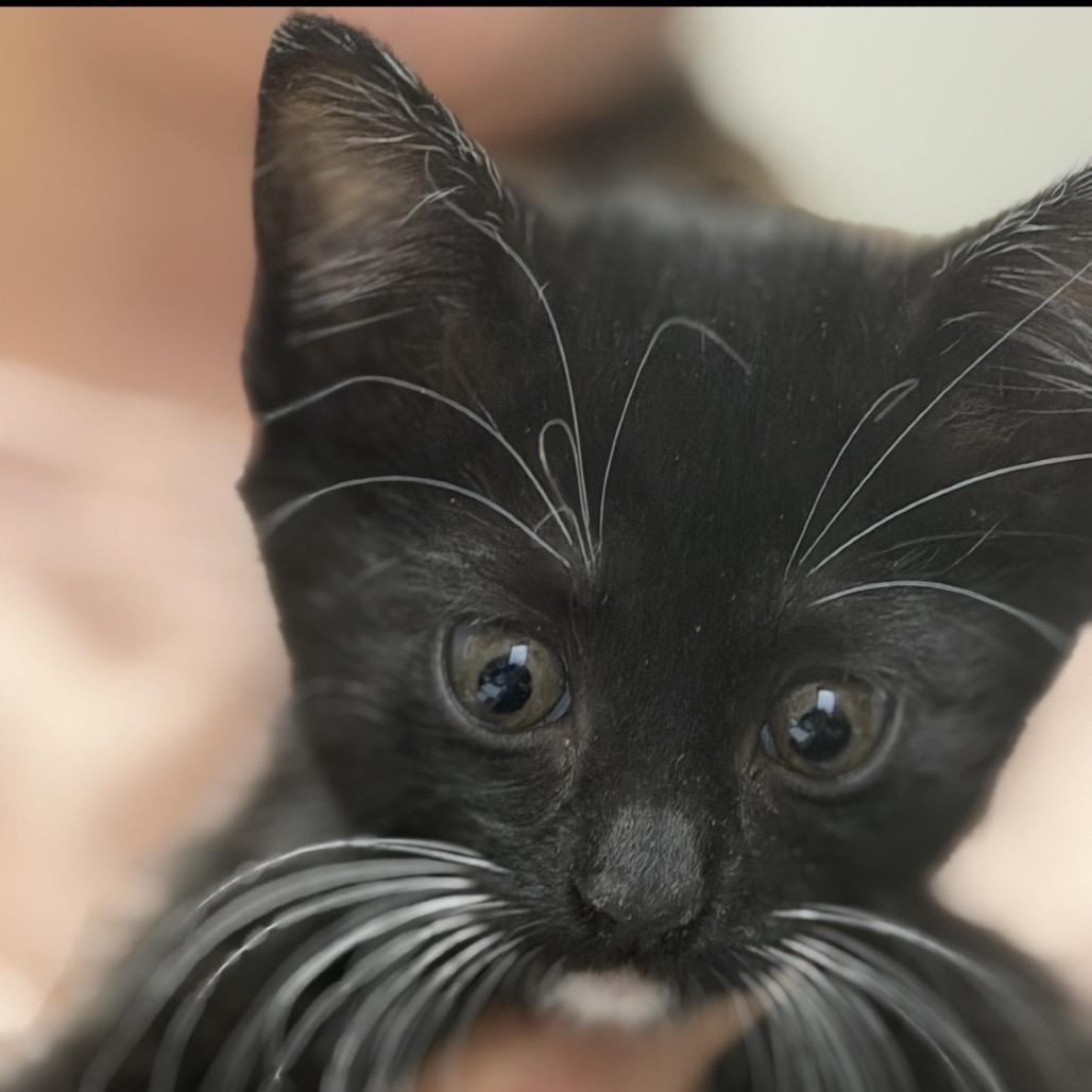 Enlarge Stella, a Adoptable Domestic Short Hair in Midland, TX image 1/1