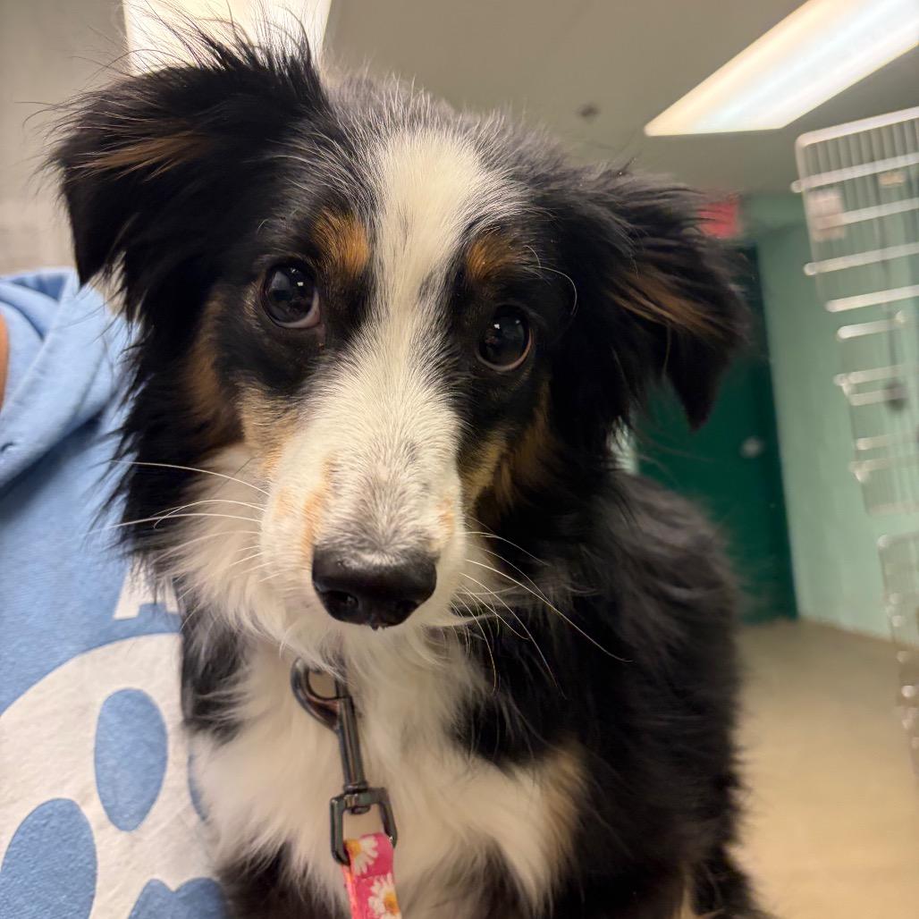 Enlarge Tessa, a Adoptable Mixed Breed in Waukesha, WI image 1/1