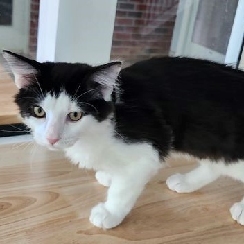 Opie, an adopted Tuxedo in Lancaster, VA_image-1
