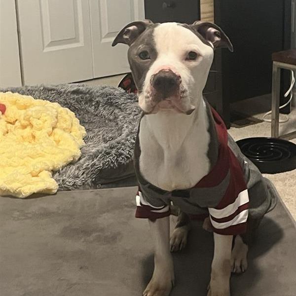 Gumbo, Adoptable, Adult Male Pit Bull Terrier.