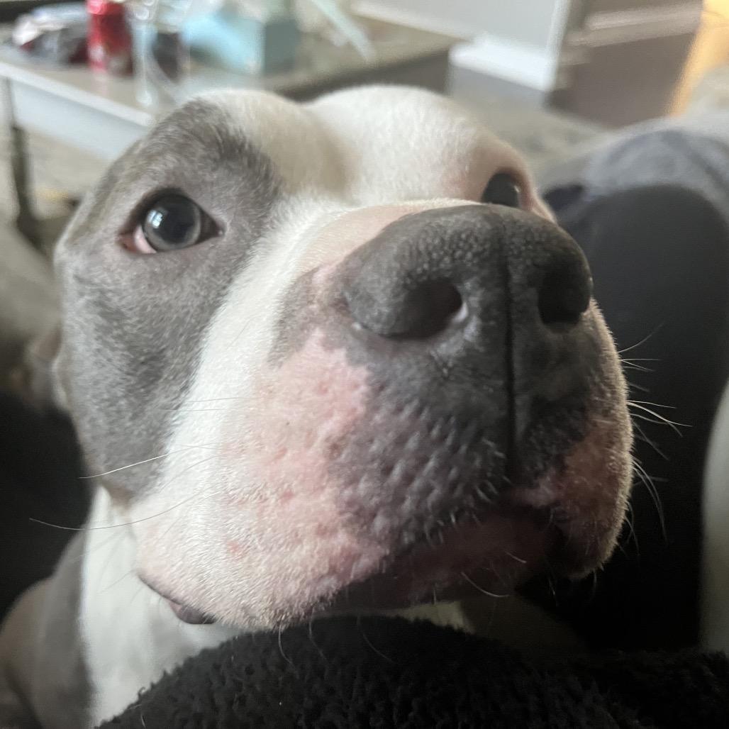 Gumbo, a Adoptable Pit Bull Terrier in Rockville, MD image 1/6